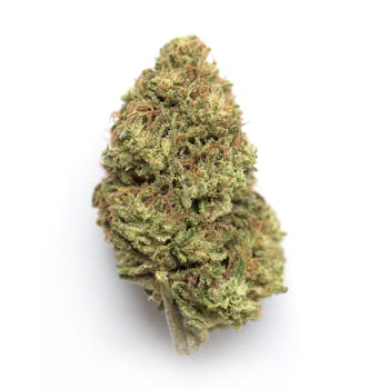 Fatso cannabis strain