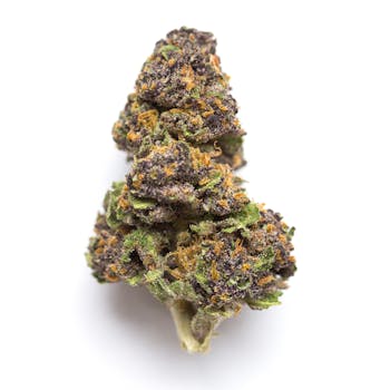 Monster Cookies cannabis strain