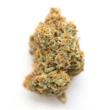 White Cookies cannabis strain