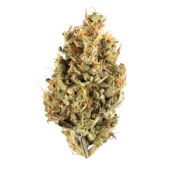 XJ13 cannabis strain