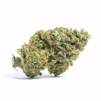 Sensi Star cannabis strain
