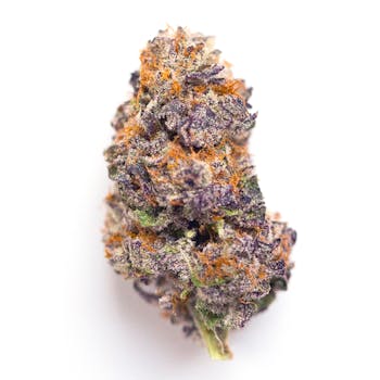 Mendocino Purps cannabis strain