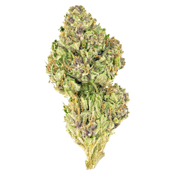 Pink Kush cannabis strain
